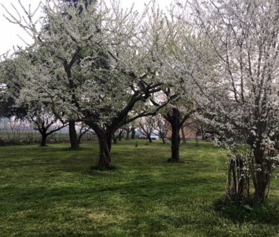 Bhakti giardino